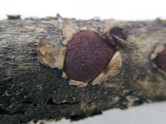 Hypoxylon cercidicola