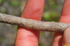 Pseudocarpidium avicennioides