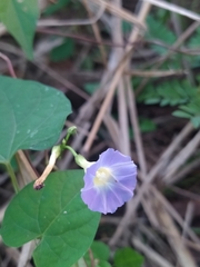 Ipomoea aristolochiifolia