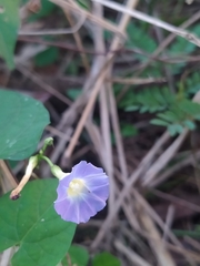 Ipomoea aristolochiifolia