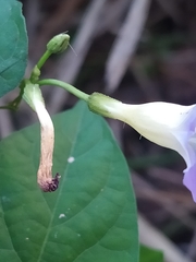 Ipomoea aristolochiifolia