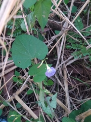 Ipomoea aristolochiifolia