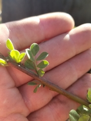 Acmispon grandiflorus