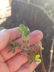 Acmispon grandiflorus
