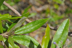 Pseudocarpidium avicennioides