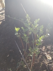 Acmispon grandiflorus