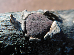 Hypoxylon cercidicola