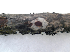 Hypoxylon cercidicola