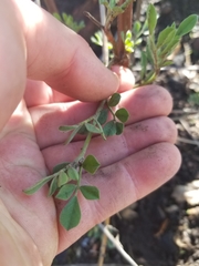 Acmispon grandiflorus