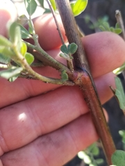 Acmispon grandiflorus