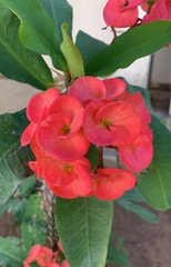 Euphorbia