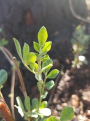Acmispon grandiflorus