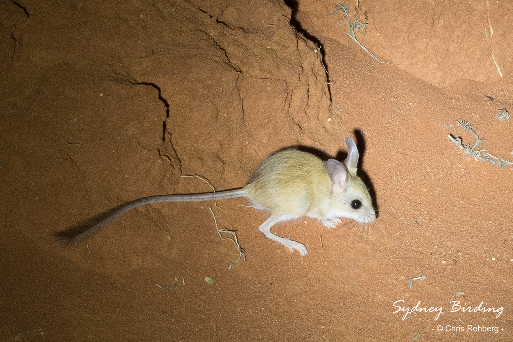 Dusky Hopping Mouse