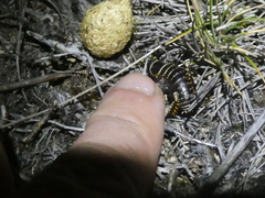 Deinacrida tibiospina