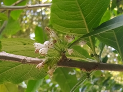 Iochroma arborescens