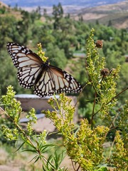 Danaus gilippus candidus