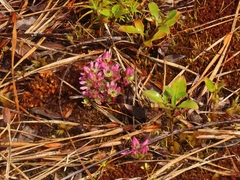 Gentianella concinna