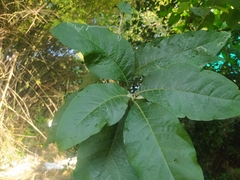 Iochroma arborescens