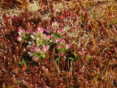 Gentianella concinna