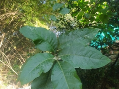 Iochroma arborescens
