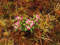 Gentianella concinna