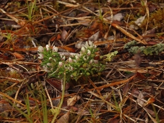 Gentianella concinna
