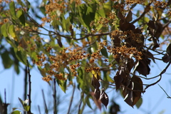 Cordia elaeagnoides