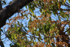 Cordia elaeagnoides