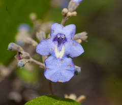 Pseudocarpidium avicennioides