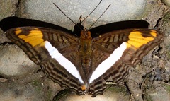 Adelpha capucinus capucinus
