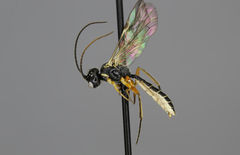 Acrotomus succinctus