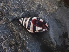 Engina zonalis