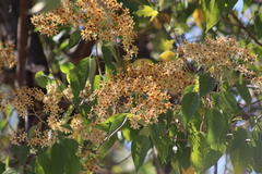 Cordia elaeagnoides