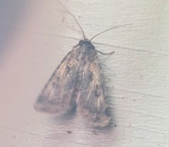 Agrotis munda