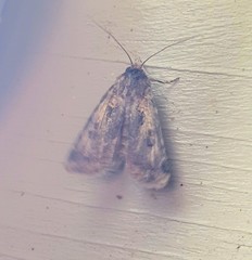 Agrotis munda