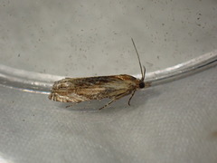 Eucosma cana