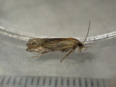 Eucosma cana