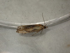 Eucosma cana
