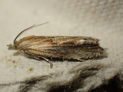 Eucosma cana