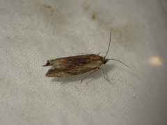 Eucosma cana