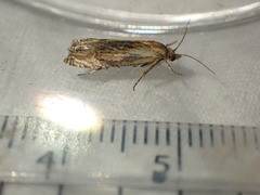 Eucosma cana