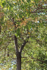 Cordia elaeagnoides