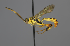 Barichneumon peramoenus