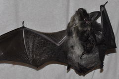 Myotis mystacinus