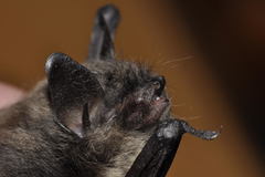 Myotis mystacinus