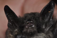 Myotis mystacinus