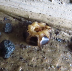 Zarhipis integripennis