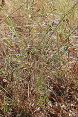 Centaurea stoebe australis