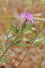 Centaurea stoebe australis