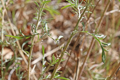 Centaurea stoebe australis
